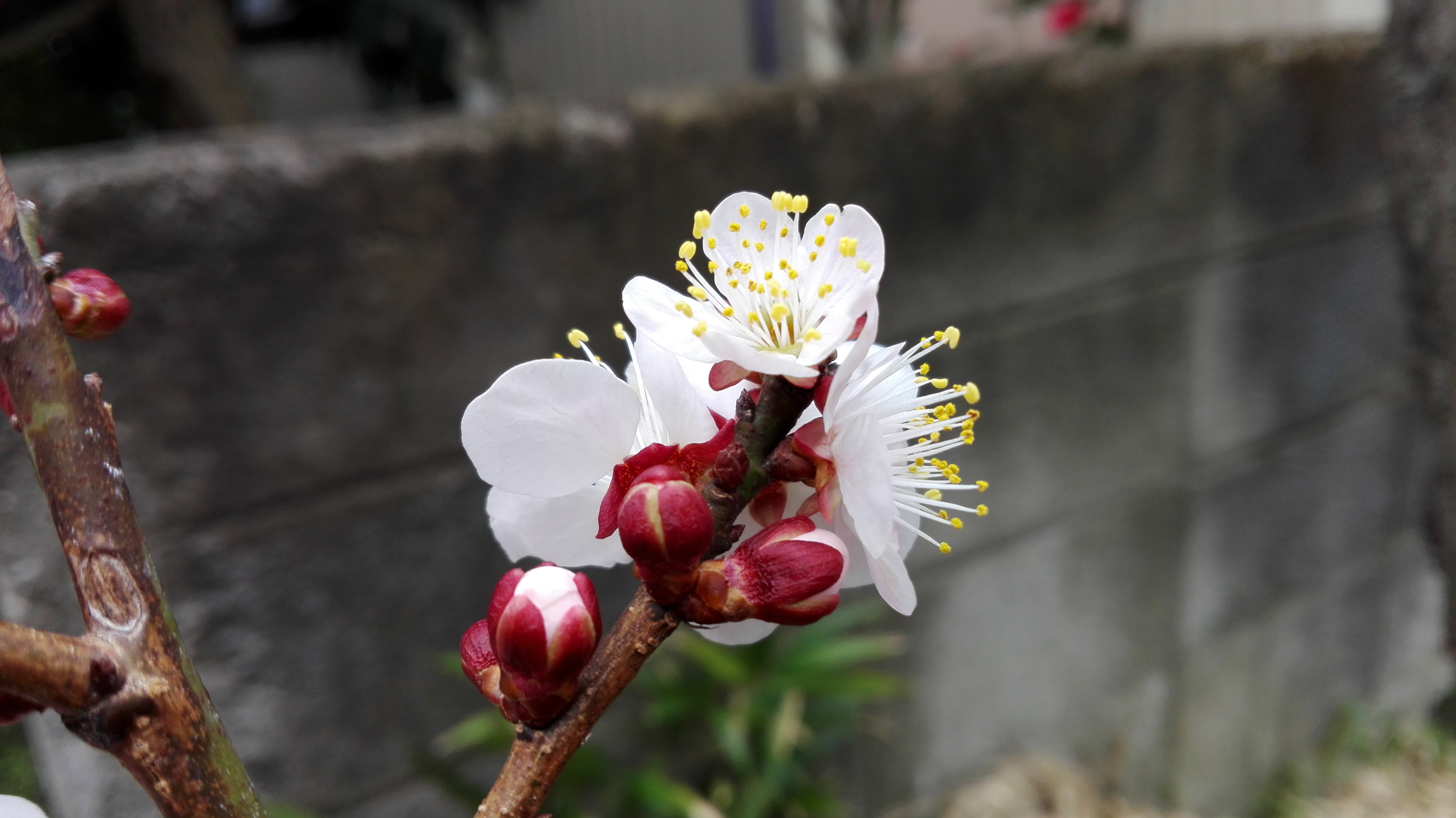 春の訪れを感じる梅の花です。